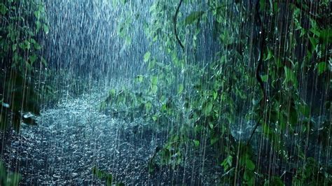 什麼動物下雨天出來，雨水的聲音是否能唤醒沉睡的靈魂？